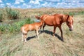 Horses mother and foal