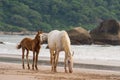 Horses mother and foal walking on the Beach in Goa India