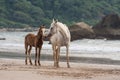 Horses mother and foal walking on the Beach in Goa India