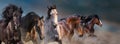 Horses in motion close up portrait Royalty Free Stock Photo