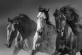 Horses in motion close up portrait Royalty Free Stock Photo