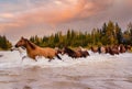 Horses in Motion Galloping Across a River in Alberta During Autumn