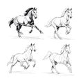 Horses in Motion: Graphite Sketch of Galloping Stallions Royalty Free Stock Photo