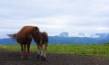 Horses on Mount Jaizkibel with Aiako Harriak