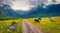 Horses on a mountain pasture. Gloomy autumn day in Caucasus mountains with old country road. Royalty Free Stock Photo