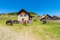 Horses on a Mountain Pasture - Italy-Austria Border Carnic Alps