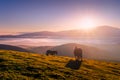 Horses in the mountain at sunset