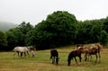 Horses on the mountain in Tirana Royalty Free Stock Photo