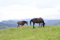 Horses on the mountain top Royalty Free Stock Photo