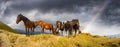 Horses on the mountain top Royalty Free Stock Photo