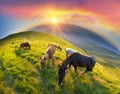 Horses on the mountain top Royalty Free Stock Photo