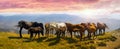 Horses on the mountain top Royalty Free Stock Photo