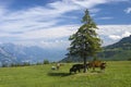 Horses in the mountains