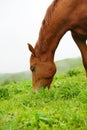 horses mountains animals beautiful meadows passes caucasus Royalty Free Stock Photo