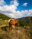 Horses mountains in the background.