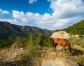 Horses mountains in the background. Georgia Royalty Free Stock Photo