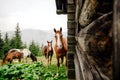 Horses in the mountains of the Carpathians in Ukraine Royalty Free Stock Photo