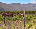 horses in the mountains Royalty Free Stock Photo