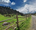 Horses in the mountains and the fence Royalty Free Stock Photo