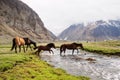 Horses in the mountains Royalty Free Stock Photo