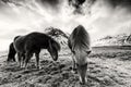 Horses in the mountains in Iceland Royalty Free Stock Photo