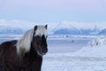 Horses in the mountains in Iceland.Icelandic horses. The Icelandic horse is a breed of horse developed in Iceland Royalty Free Stock Photo