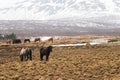 Horses in the mountains in Iceland.Icelandic horses. The Icelandic horse is a breed of horse developed in Iceland Royalty Free Stock Photo