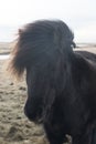 Horses in the mountains in Iceland.Icelandic horses. The Icelandic horse is a breed of horse developed in Iceland Royalty Free Stock Photo