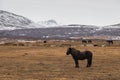 Horses in the mountains in Iceland.Icelandic horses. The Icelandic horse is a breed of horse developed in Iceland Royalty Free Stock Photo