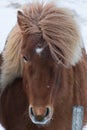 Horses in the mountains in Iceland.Icelandic horses. The Icelandic horse is a breed of horse developed in Iceland Royalty Free Stock Photo