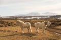 Horses in the mountains in Iceland.Icelandic horses. The Icelandic horse is a breed of horse developed in Iceland Royalty Free Stock Photo