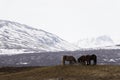 Horses in the mountains in Iceland.Icelandic horses. The Icelandic horse is a breed of horse developed in Iceland Royalty Free Stock Photo