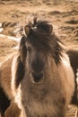 Horses in the mountains in Iceland.Icelandic horses. The Icelandic horse is a breed of horse developed in Iceland Royalty Free Stock Photo