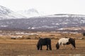 Horses in the mountains in Iceland.Icelandic horses. The Icelandic horse is a breed of horse developed in Iceland Royalty Free Stock Photo