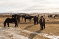 Horses in the mountains in Iceland.Icelandic horses. The Icelandic horse is a breed of horse developed in Iceland Royalty Free Stock Photo