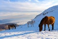 Horses in the mountains are looking for food under the snow. Royalty Free Stock Photo