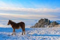 Horses in the mountains are looking for food under the snow. Royalty Free Stock Photo