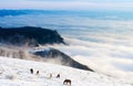 Horses in the mountains are looking for food under the snow. Royalty Free Stock Photo