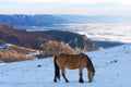 Horses in the mountains are looking for food under the snow. Royalty Free Stock Photo