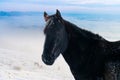 Horses in the mountains are looking for food under the snow. Royalty Free Stock Photo