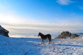 Horses in the mountains are looking for food under the snow. Royalty Free Stock Photo