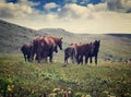 Horses on mountains meadow Royalty Free Stock Photo