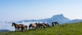 Horses and mountains in the natural park