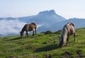 Horses and mountains in the natural park of Aiako Harria