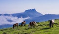 Horses and mountains in the natural park of Aiako Harria