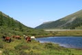 Horses in mountains