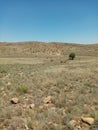 Horses mountains outdoors summer bluesky Royalty Free Stock Photo