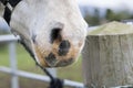 Horses mouth by a fence post