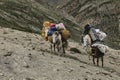 Horses and mules carrying heavy goods to steep rocky slope in Himalaya mountains, Ladakh, India Royalty Free Stock Photo