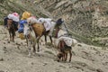 Horses and mules carrying heavy goods to steep rocky slope in Himalaya mountains, Ladakh, India Royalty Free Stock Photo